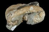 Wide, Cretaceous Ammonite Fossil Association - Australia #113158-2